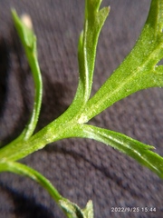 Lepidium desvauxii