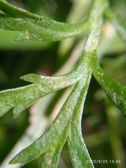 Lepidium desvauxii