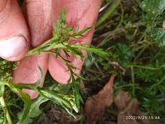 Lepidium desvauxii