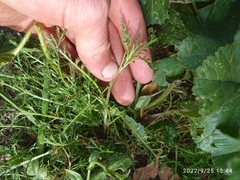 Lepidium desvauxii