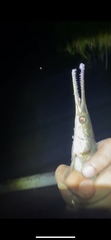 Lepisosteus platyrhincus