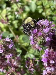 Bombus vosnesenskii