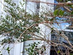 Ilex crenata