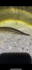 Lepisosteus platyrhincus
