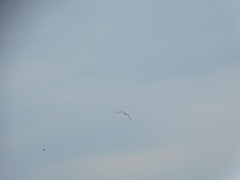 Sterna hirundo