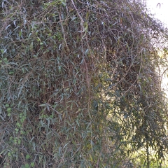 Rubus schmidelioides