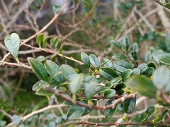 Ilex crenata