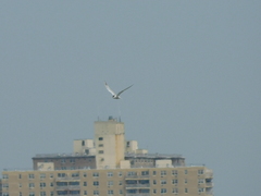 Sterna hirundo