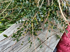 Ilex crenata
