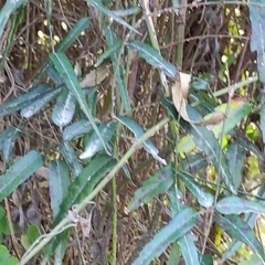 Rubus schmidelioides