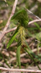Pterostylis plumosa