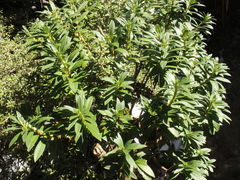 Pimelea gnidia