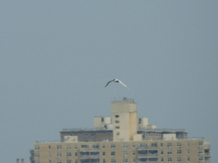 Sterna hirundo