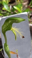 Pterostylis plumosa