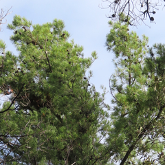 Pinus leiophylla