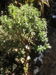Pimelea gnidia