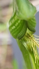 Pterostylis plumosa