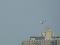 Sterna hirundo