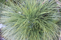 Aciphylla squarrosa flaccida