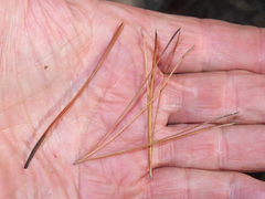 Pinus leiophylla