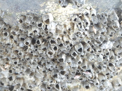 Amphibalanus amphitrite