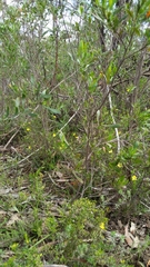 Pterostylis plumosa