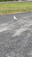 Larus delawarensis