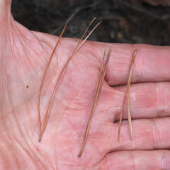 Pinus leiophylla
