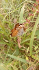 Brephidium exilis exilis
