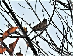 Passerculus sandwichensis