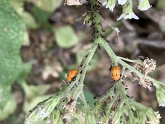 Hippodamia convergens