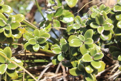 Brachyglottis bidwillii