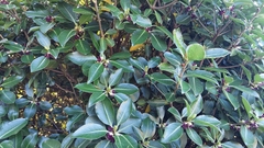 Pittosporum colensoi