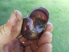 Sphaerospira fraseri