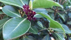 Pittosporum colensoi