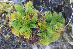 Aciphylla dissecta