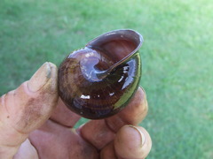 Sphaerospira fraseri