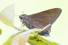 Asbolis capucinus