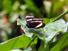 Heliconius hewitsoni