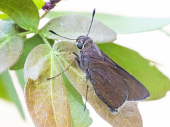 Asbolis capucinus