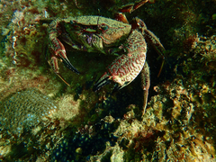 Nectocarcinus integrifrons