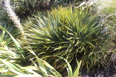 Aciphylla colensoi