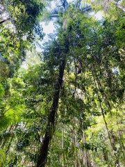 Arthropteris tenella