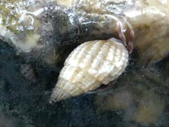 Ilyanassa trivittata