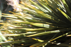 Aciphylla colensoi