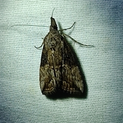 Hypena