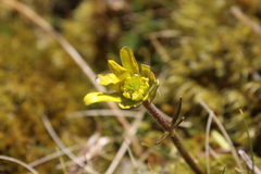 Ranunculus verticillatus