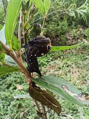 Xylophanes falco