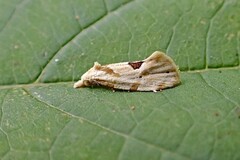 Aethes angustana