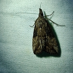 Hypena